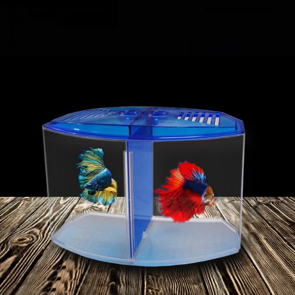 Şeffaf Betta balık tankı, çift - Betta Fish Tank incelemesi ve fiyatı